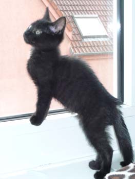 Bidou/Moka, frère de Scou, chaton noir de 2 mois au 14 juillet 2009 090802011458713854177970