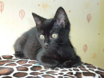 Bidou/Moka, frère de Scou, chaton noir de 2 mois au 14 juillet 2009 090802011458713854177972