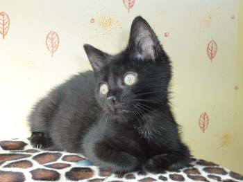 Bidou/Moka, frère de Scou, chaton noir de 2 mois au 14 juillet 2009 090802011458713854177973