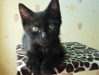 Bidou/Moka, frère de Scou, chaton noir de 2 mois au 14 juillet 2009 090802011458713854177974