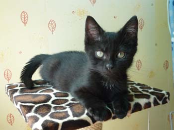 Bidou/Moka, frère de Scou, chaton noir de 2 mois au 14 juillet 2009 090802011458713854177975