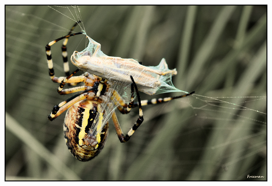 araign&Atilde;&copy;e7bis