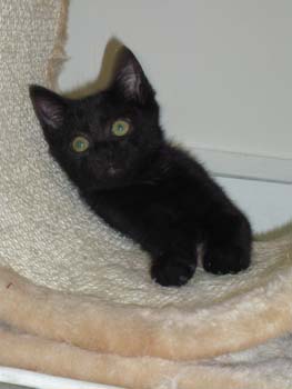 Bidou/Moka, frère de Scou, chaton noir de 2 mois au 14 juillet 2009 090811123017713854233003