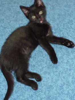 Bidou/Moka, frère de Scou, chaton noir de 2 mois au 14 juillet 2009 090811123017713854233004
