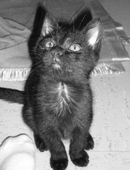 Bidou/Moka, frère de Scou, chaton noir de 2 mois au 14 juillet 2009 090811123017713854233006