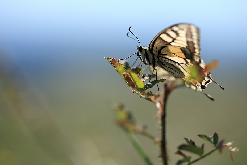 Le machaon d'auvergne : fil ouvert à tous ceux qui ont fait l'ascencion 090826093416281864326043
