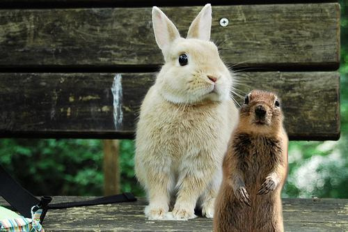 Lapin