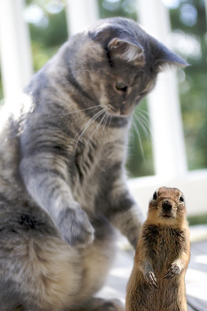 Chat