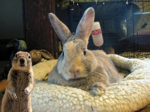 Lapin2