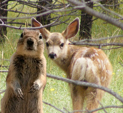 Biche