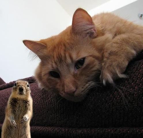 Chat2