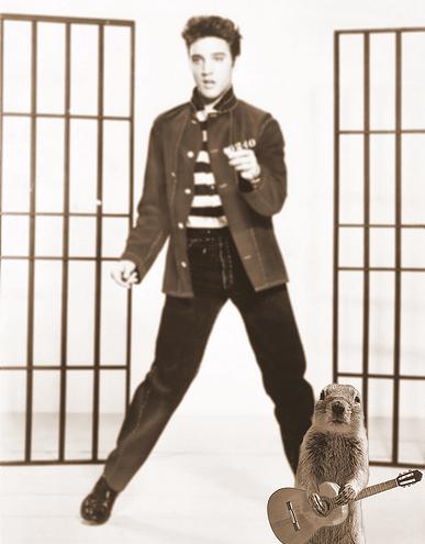 Elvis
