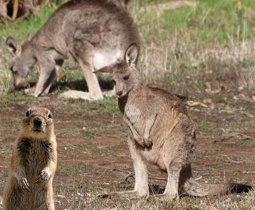 Kangourous