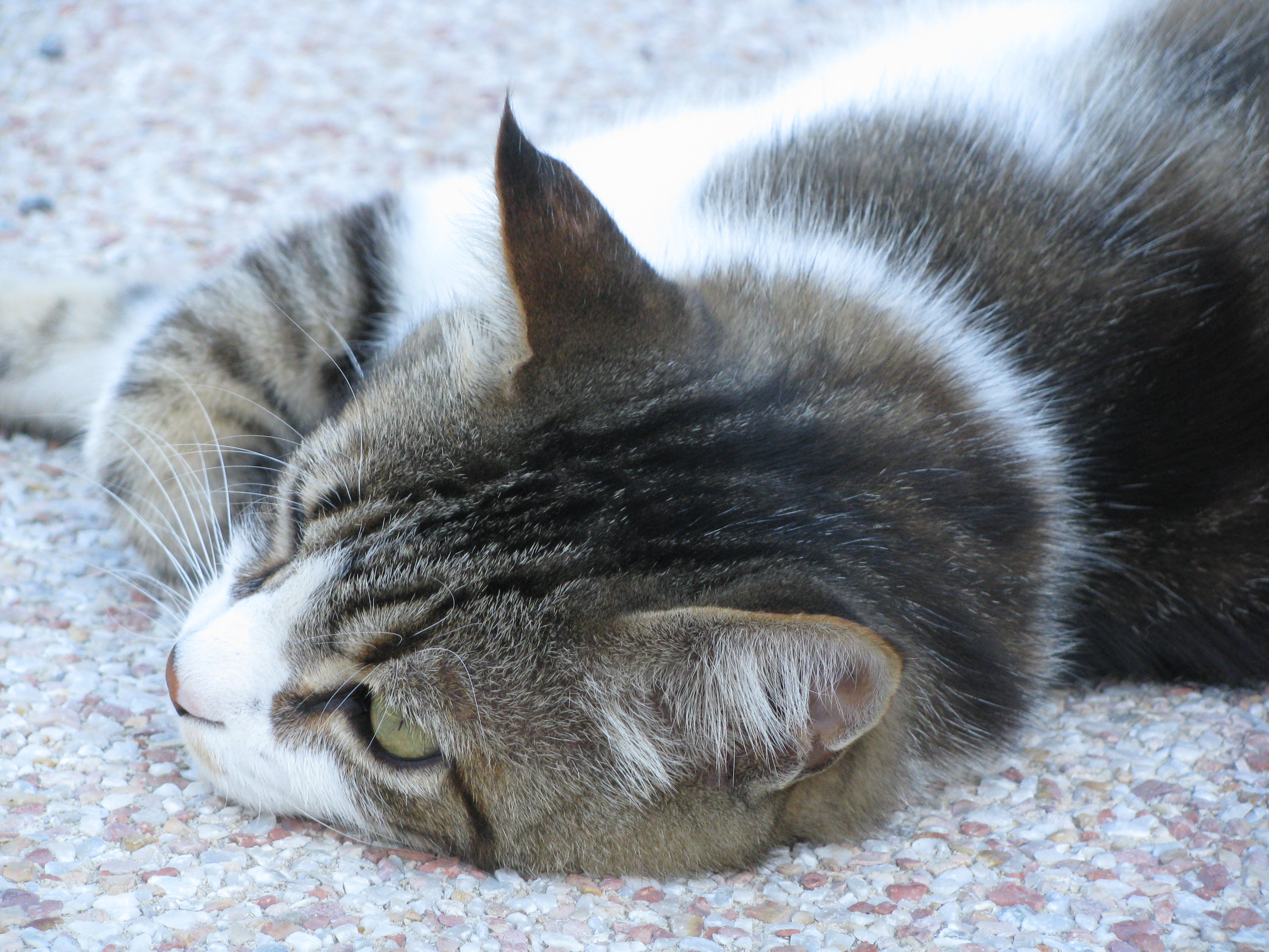Minou fatigu&eacute;