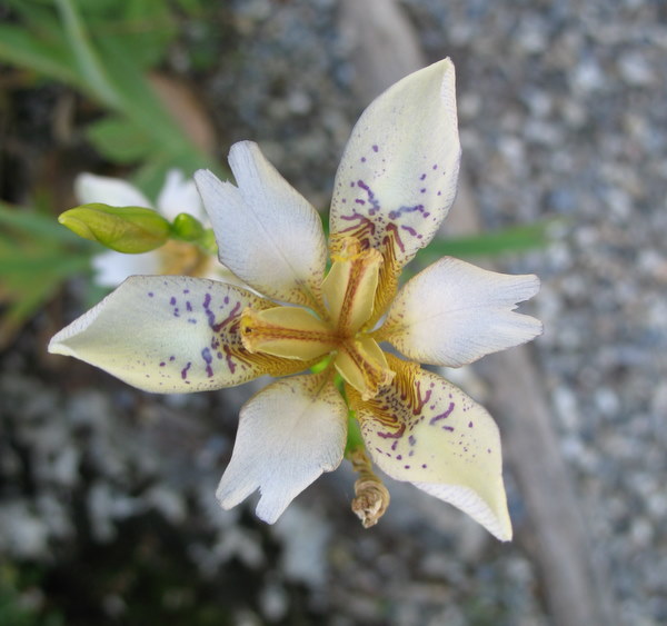 Le jardin botanique de Genève 090901022523782984364216