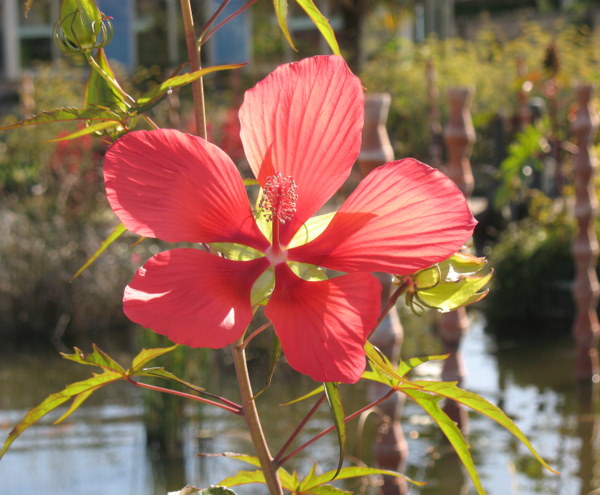 Le jardin botanique de Genève 090901032140782984364685