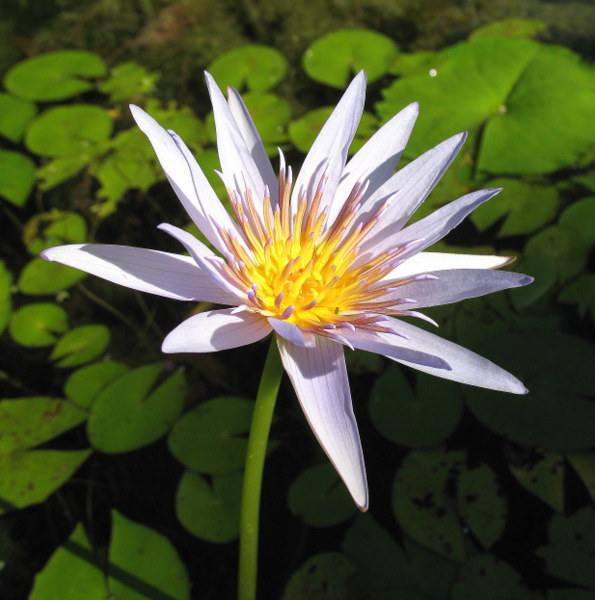 Le jardin botanique de Genève 090901032222782984364694