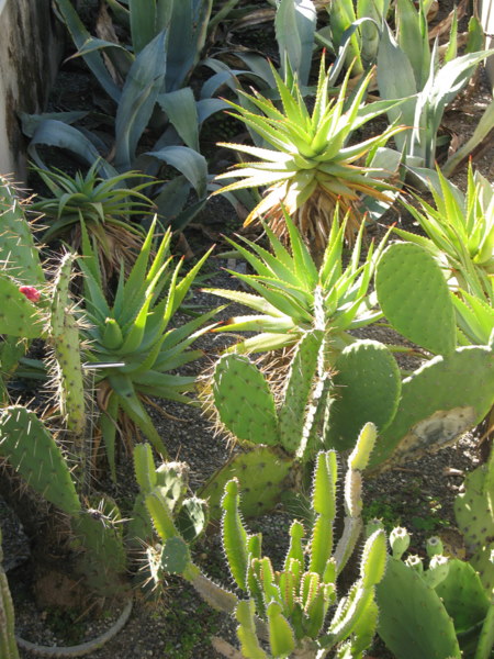 Le jardin botanique de Genève 090901032231782984364695