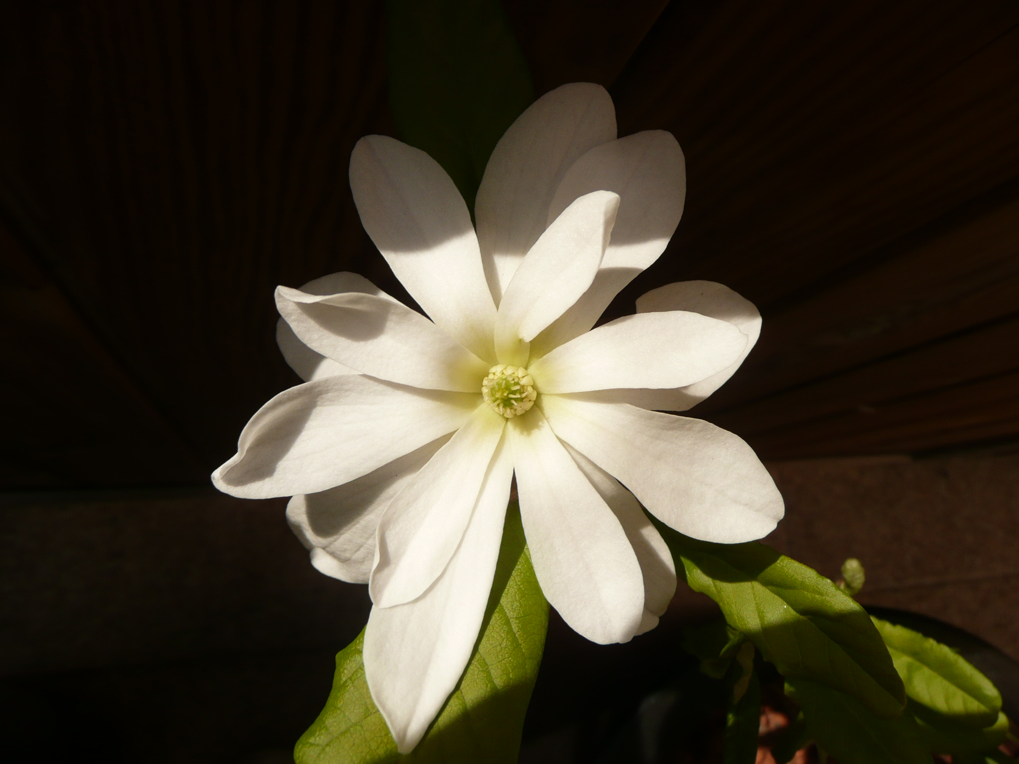 Parthenay 20 _ terrasse