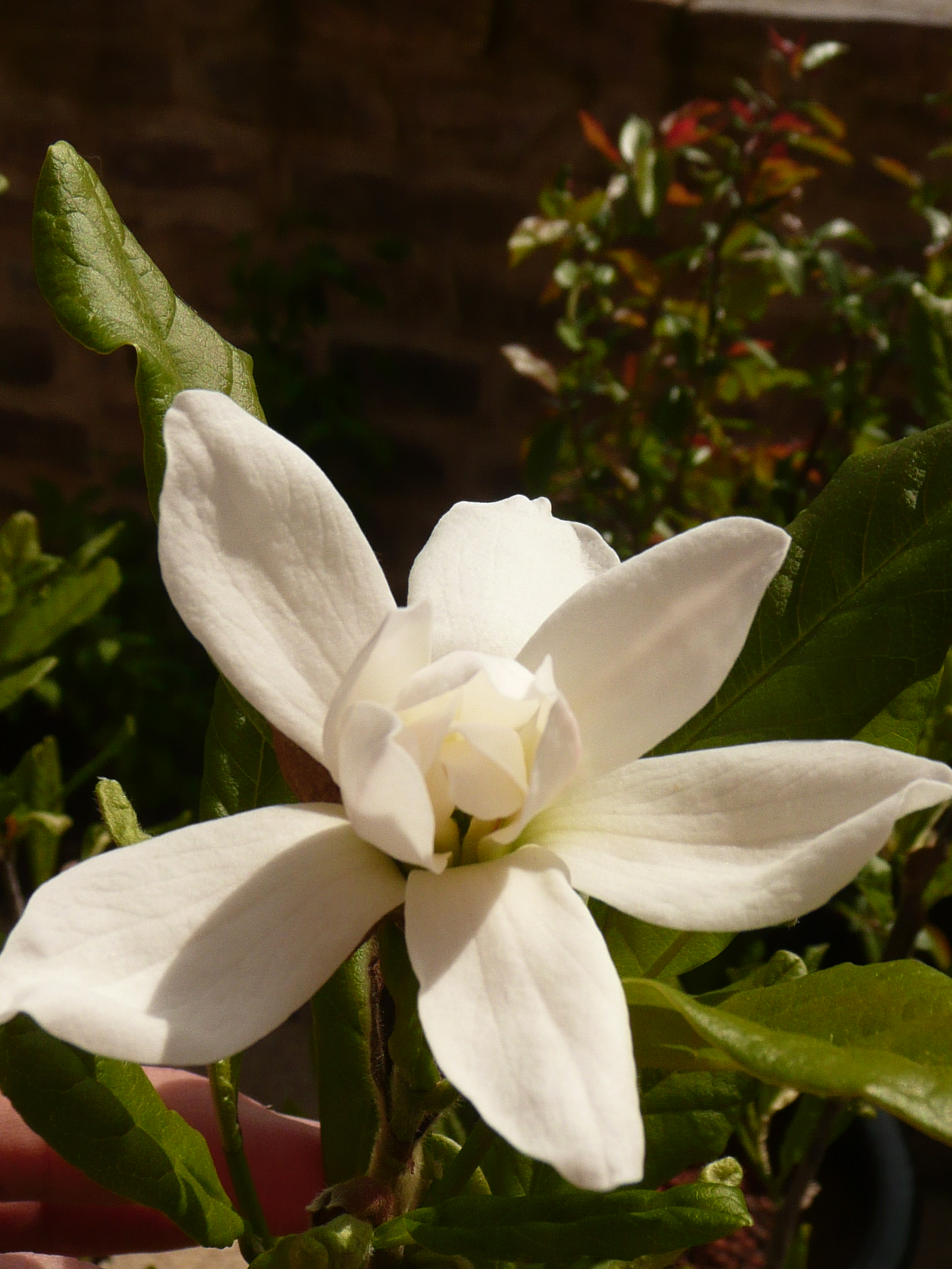 Parthenay 22 _ terrasse