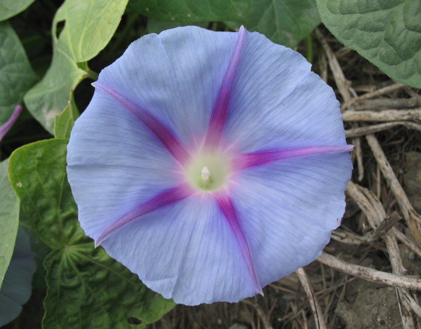 Ipomoea - Page 2 090914091930782984445145