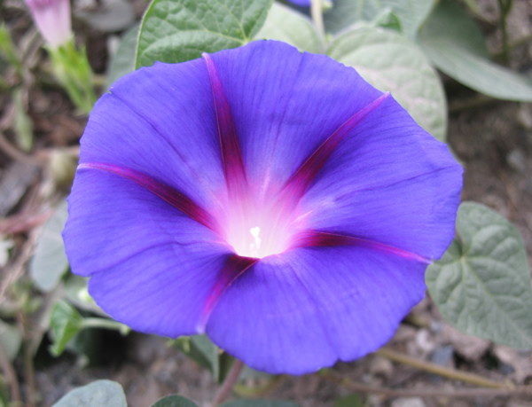 Ipomoea - Page 2 090914091935782984445146