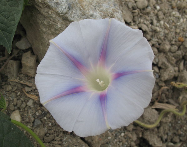 Ipomoea - Page 2 090914091941782984445147
