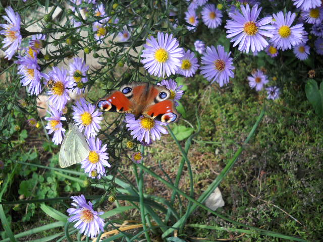 papillons et fleurs 19.09.09 009