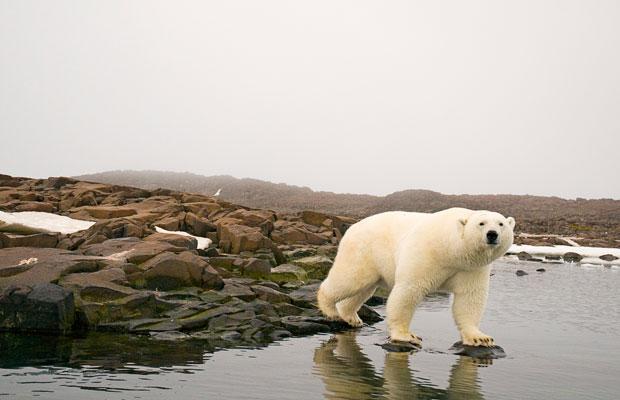 bear water