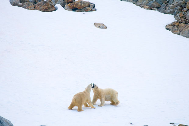 bears fight