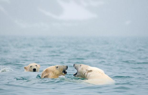 bears water