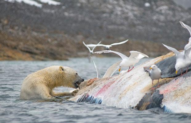 whale carcass