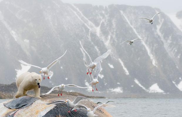 whale gulls