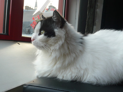 Léa, très belle angora noire et blanche, née en 2006 - Page 2 090922011645713854501332