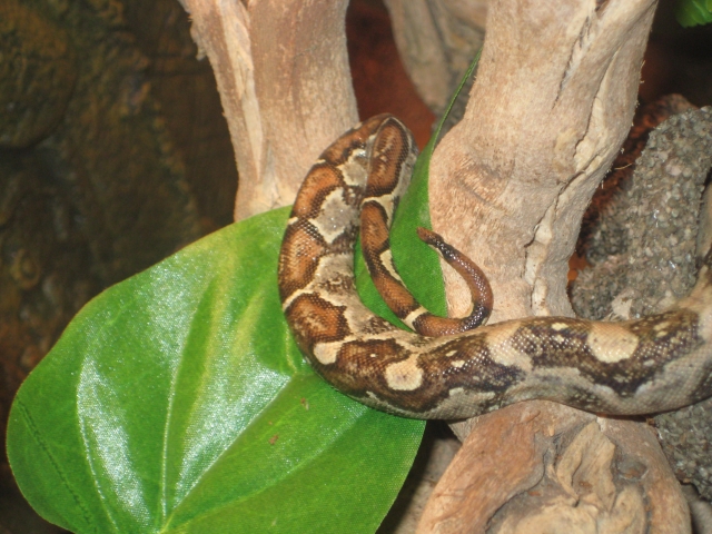 Boa Constrictor Constrictor 090923124523838474507630