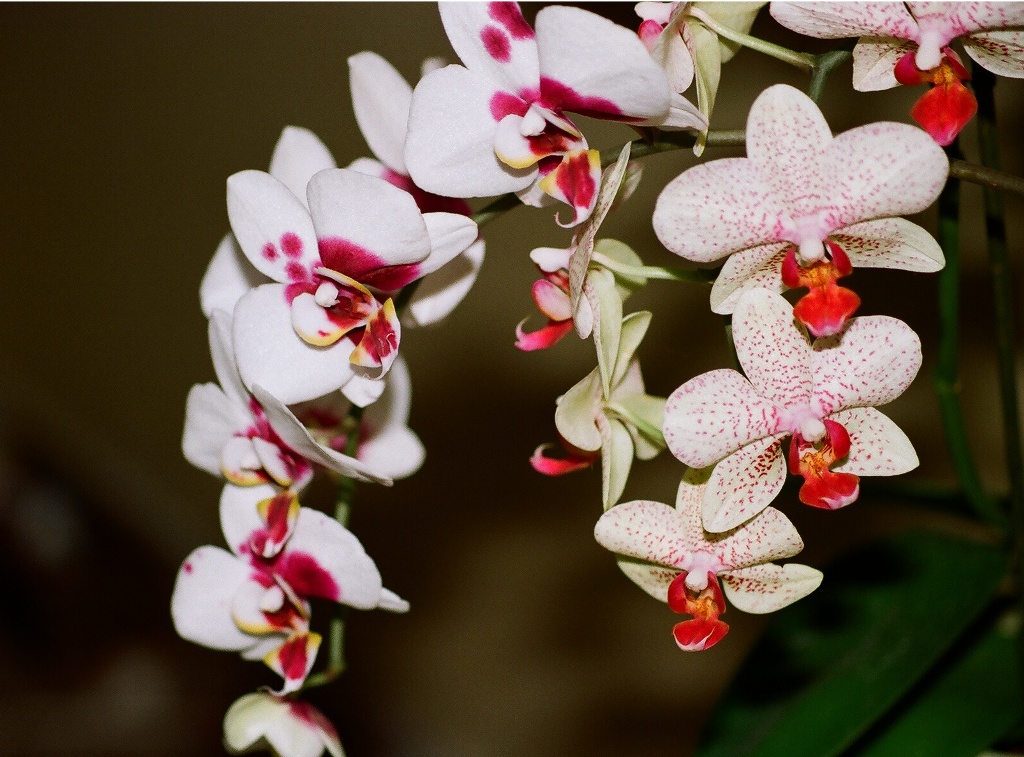 Photo Phalaenopsis Hybride De Lalbum Mes Orchidées 3447