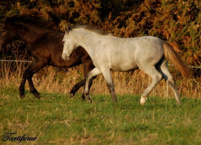 7 Foals 2009 à reserver - Page 2 090927090647816724535498