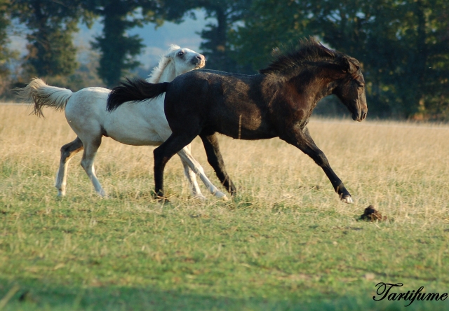 7 Foals 2009 à reserver - Page 2 090927090746816724535501