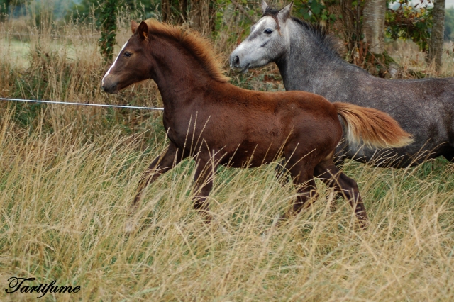 7 Foals 2009 à reserver - Page 2 090929014125816724544929