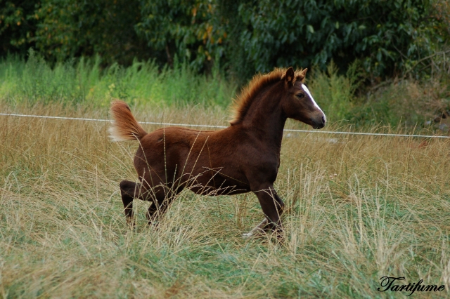 7 Foals 2009 à reserver - Page 2 090929014210816724544934