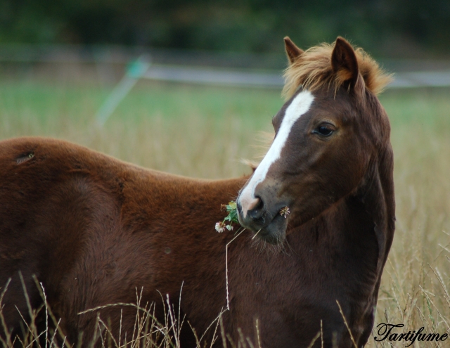 7 Foals 2009 à reserver - Page 2 090929014232816724544935