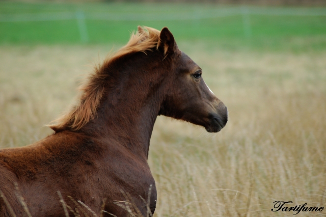 7 Foals 2009 à reserver - Page 2 090929020832816724545076