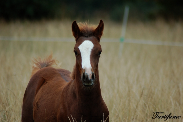 7 Foals 2009 à reserver - Page 2 090929022638816724545156