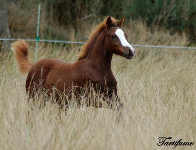 7 Foals 2009 à reserver - Page 2 090929024157816724545325