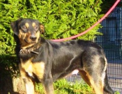 Z'avez pas vu MIRZA ? Beauceron née en 2006 -SARREBOURG 57 090930060036646624553145