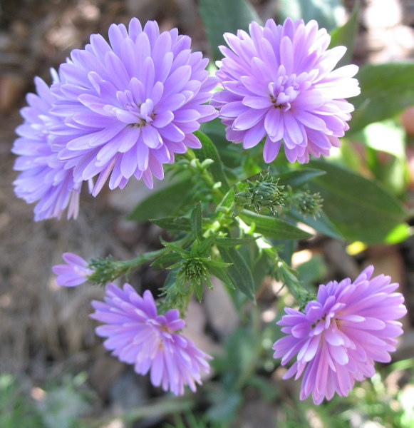 Asters d'automne !!! - Page 3 091002024245782984564044