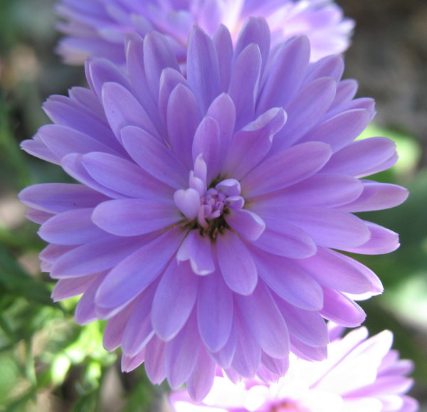 Asters d'automne !!! - Page 3 091002024251782984564046