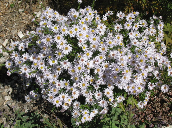 Asters d'automne !!! - Page 3 091002024340782984564051