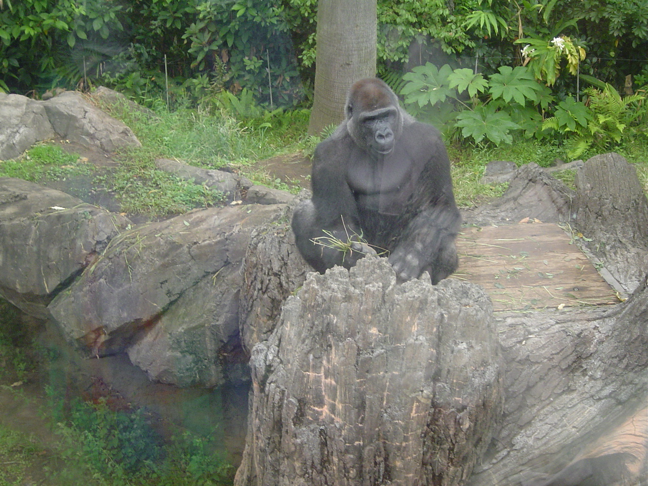 Ueno_zoo