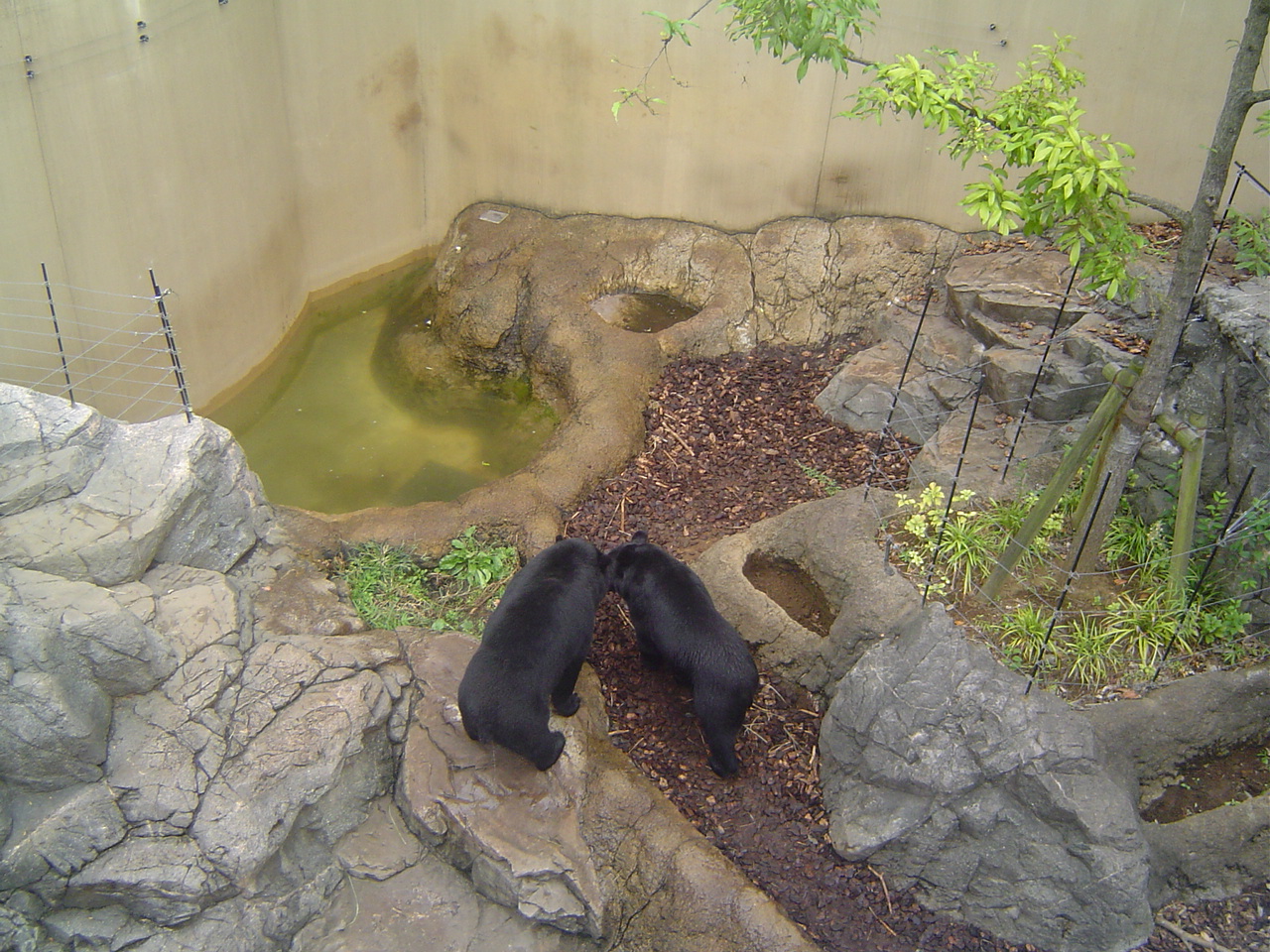 Ueno_zoo